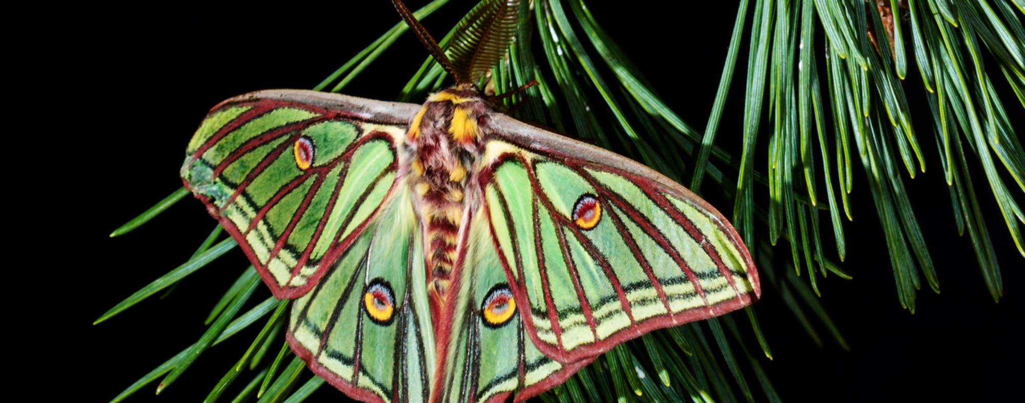 Mariposa-da-lua-espanhola